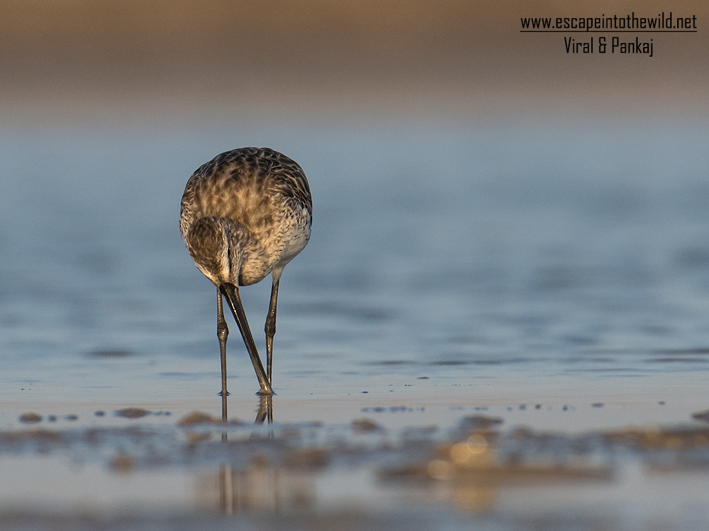 Asian Dowitcher 